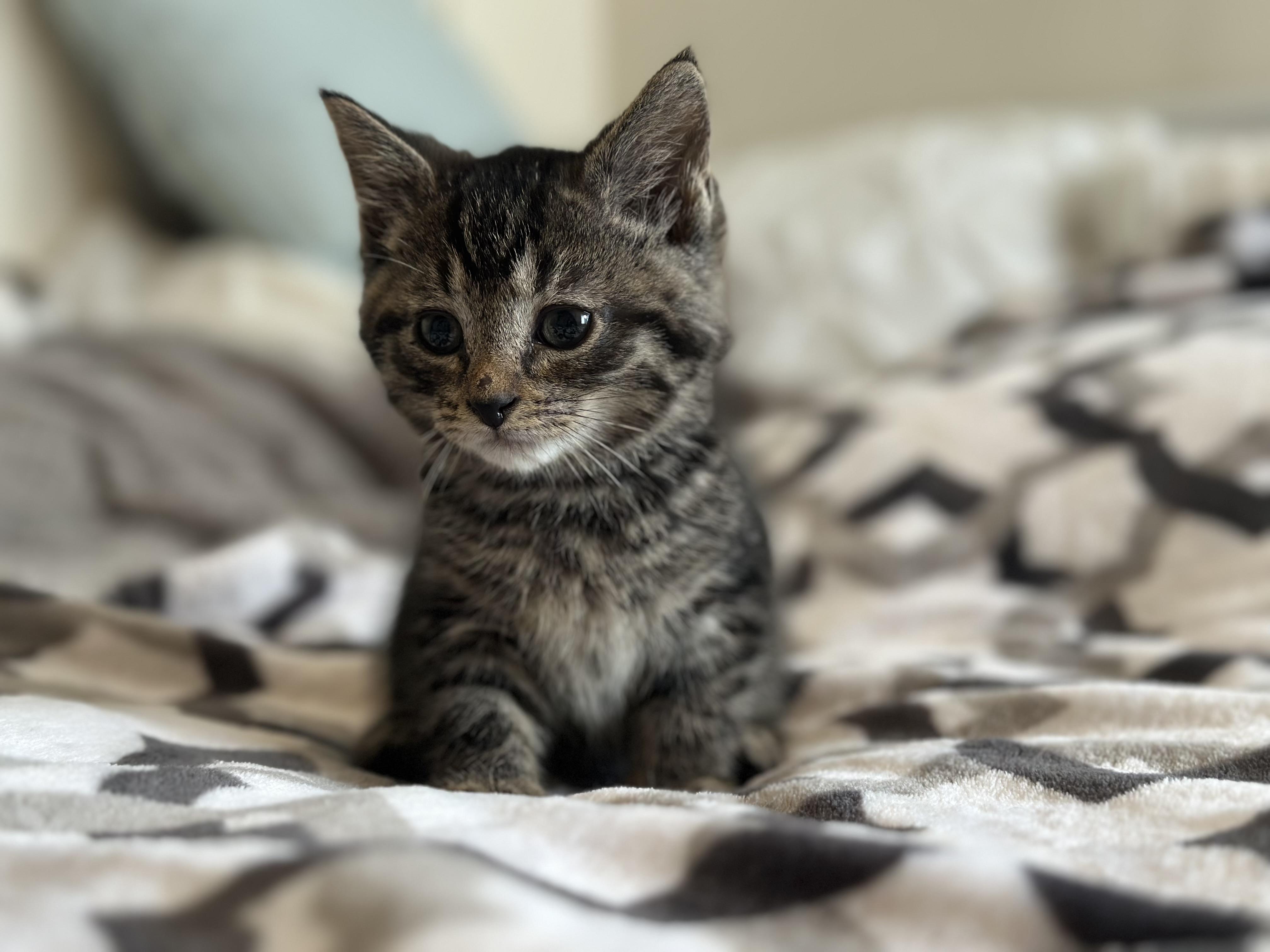 Enlarge Gumdrop, a Adoptable mixed breed in Bethel Park, PA image 3/3