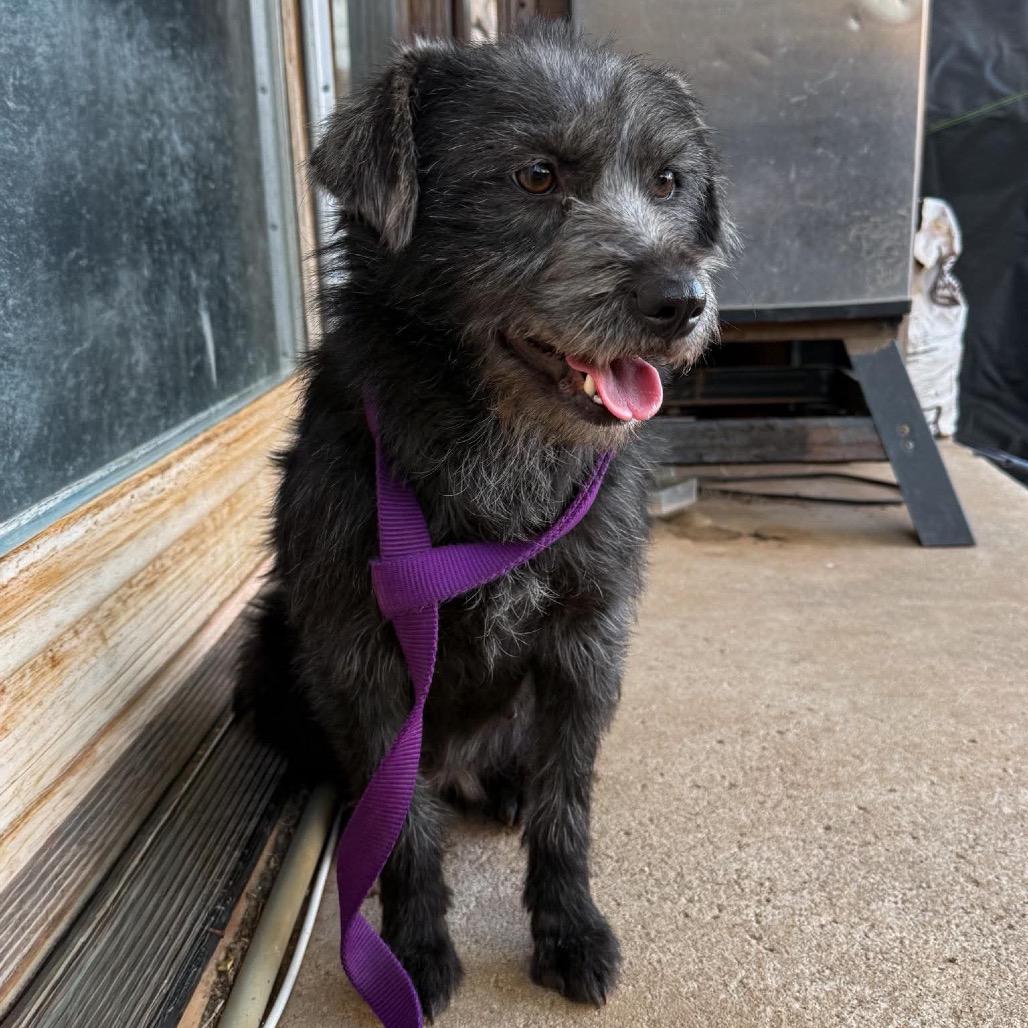 Annie, Adoptable, Adult Female Terrier & Mixed Breed.