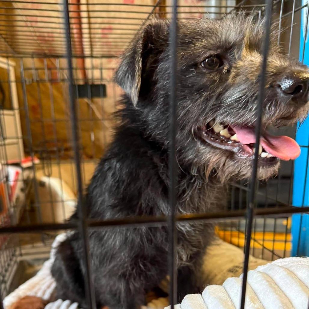 Annie, a Adoptable mixed breed in Amarillo, TX image 2/6