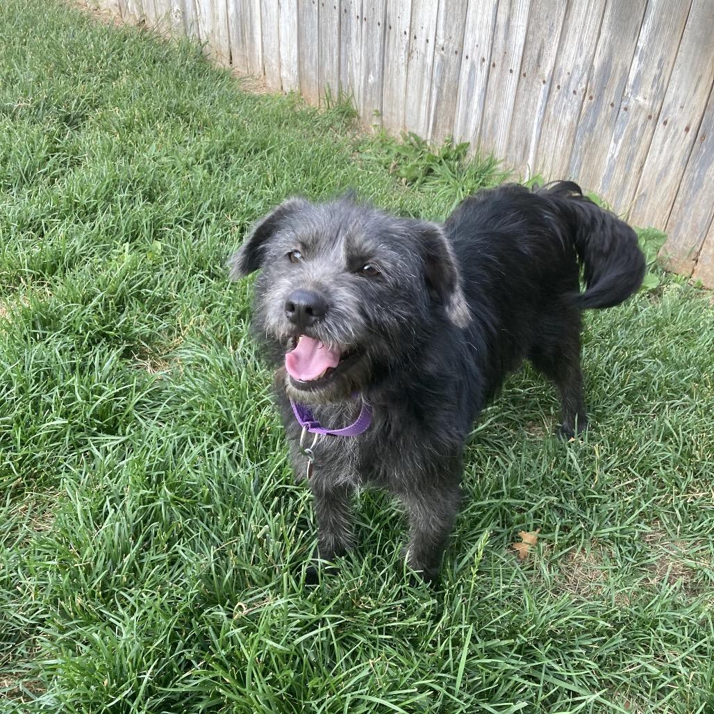 Annie, a Adoptable mixed breed in Amarillo, TX image 3/6