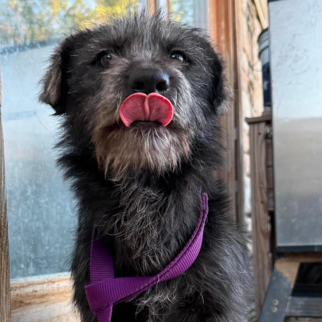 Annie, a Adoptable mixed breed in Amarillo, TX image 4/6