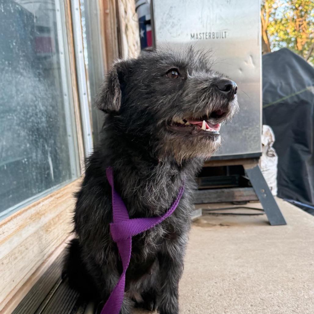 Annie, a Adoptable mixed breed in Amarillo, TX image 5/6