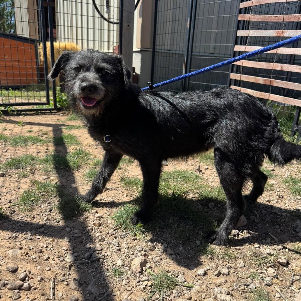 Annie, a Adoptable mixed breed in Amarillo, TX image 6/6