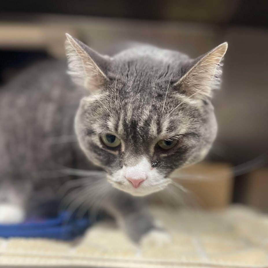 Enlarge Percy J, an adopted Domestic Short Hair in Milan, IL image 1/1