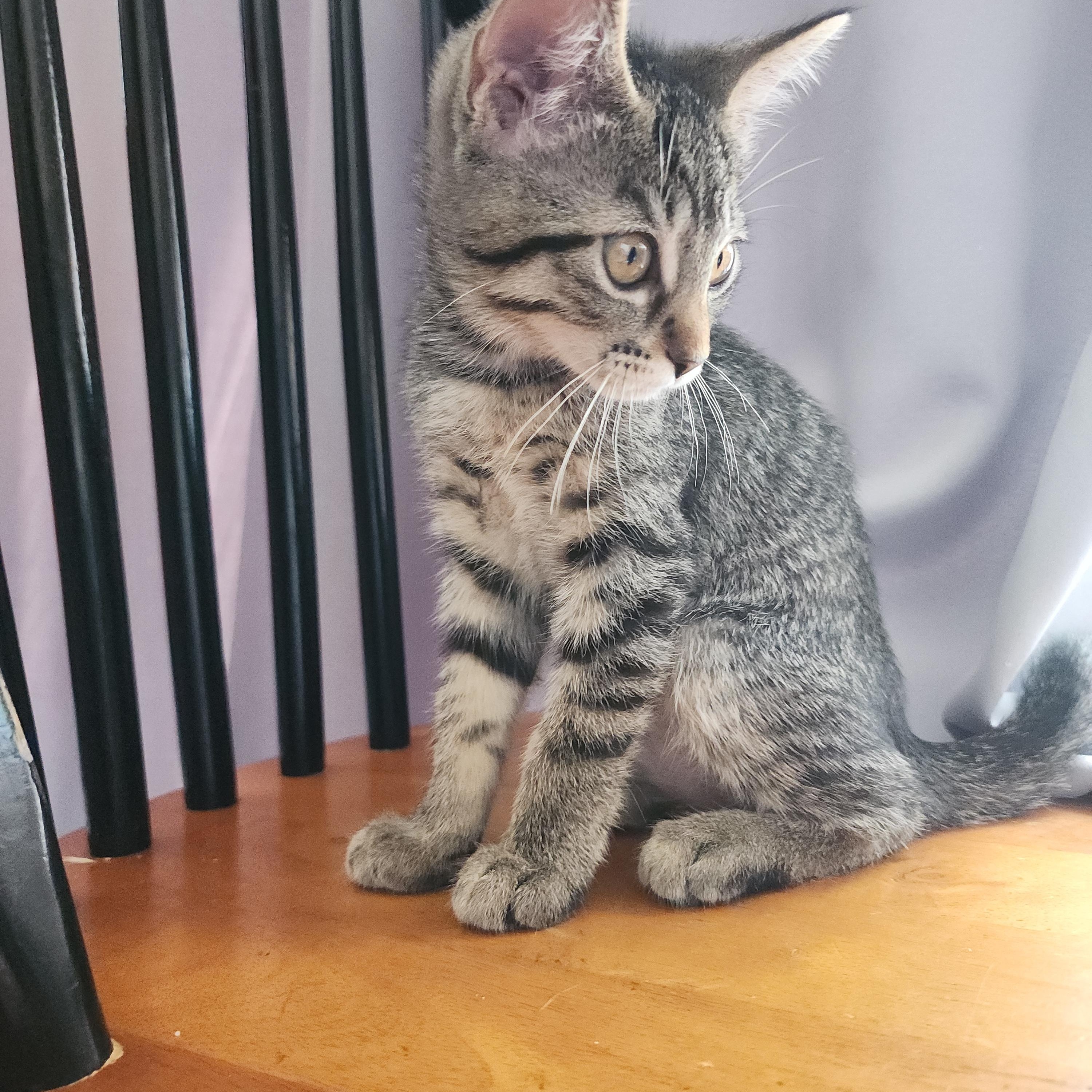 Veruca, Baby Female unknown