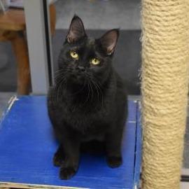 Rossi - Show stopping good looks, a ADOPTABLE Domestic Short Hair in Oshkosh, WI image 1/4