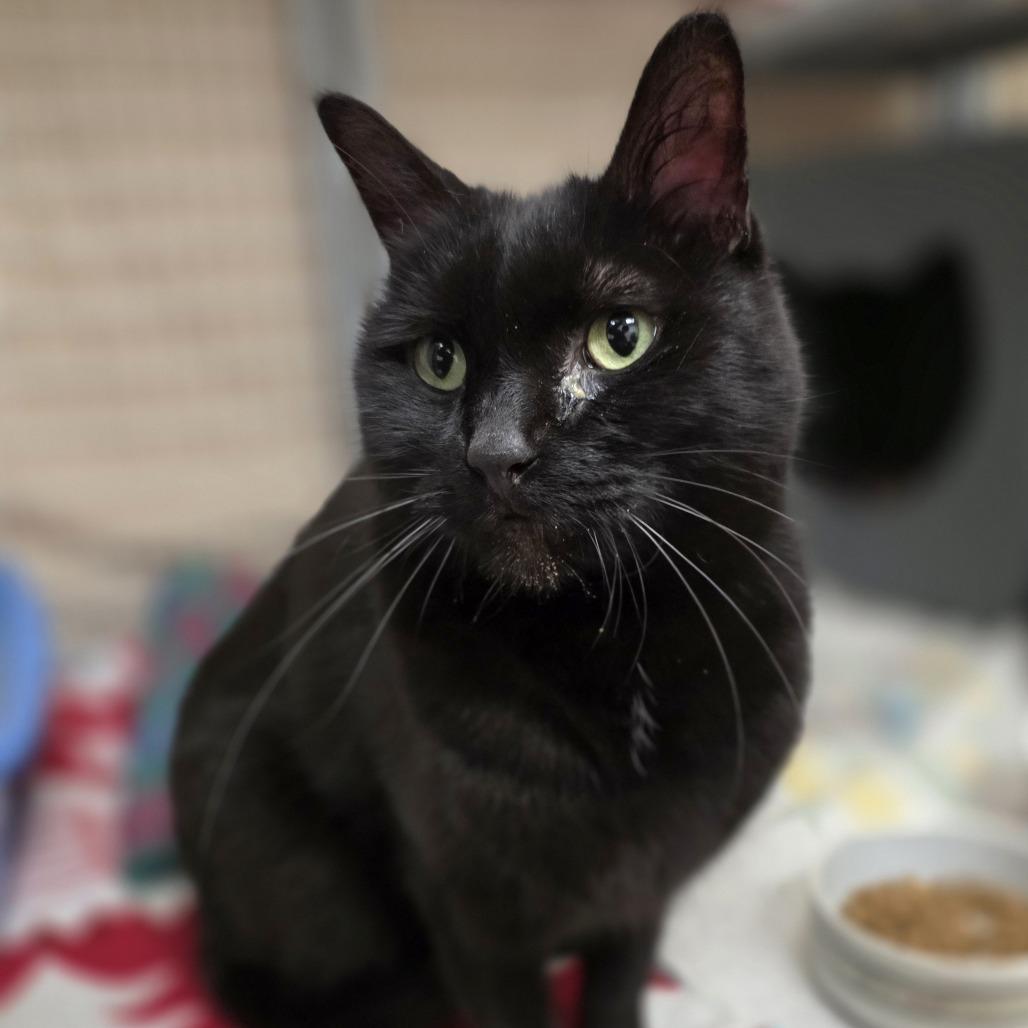 Rossi - Show stopping good looks, a ADOPTABLE Domestic Short Hair in Oshkosh, WI image 2/4