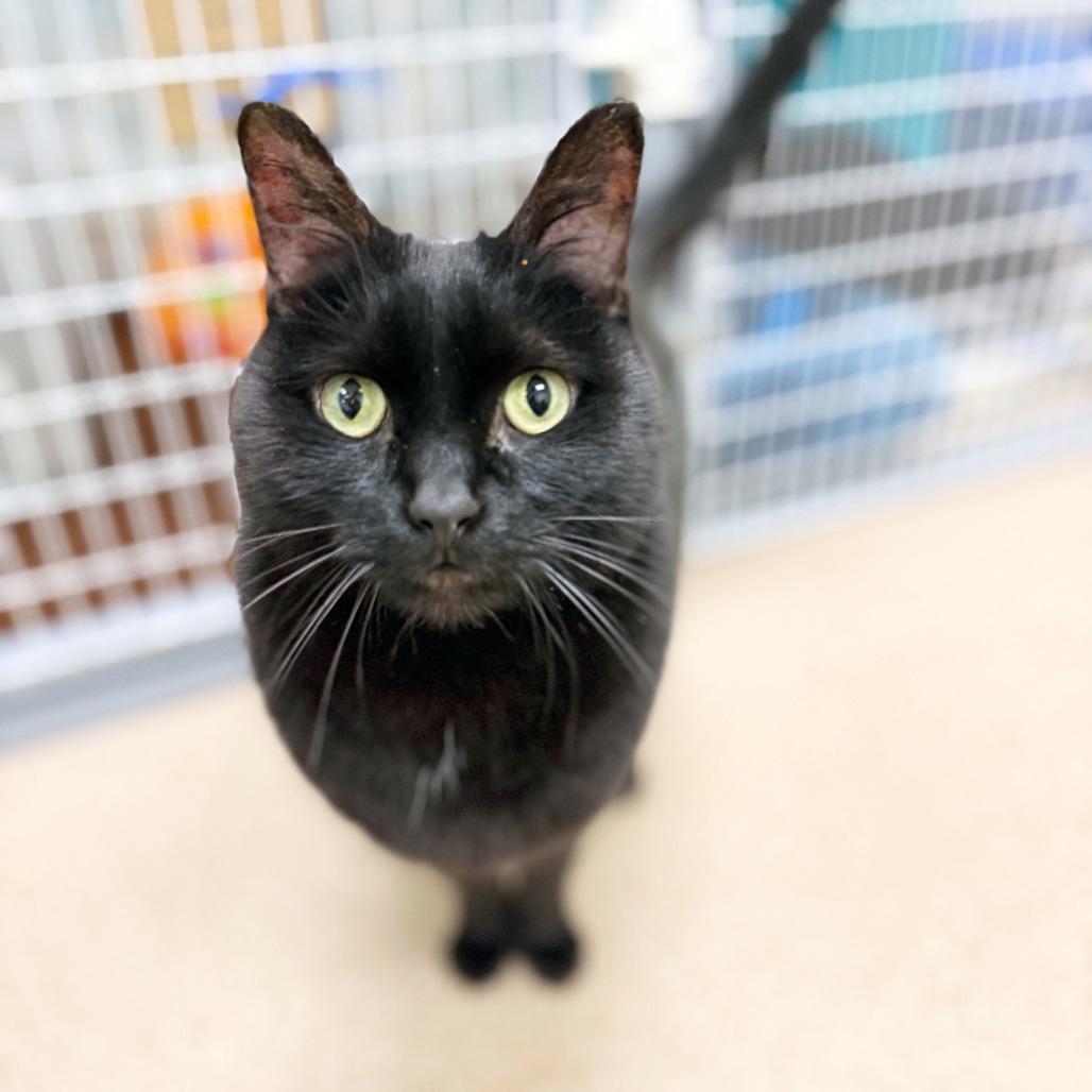 Rossi - Show stopping good looks, a ADOPTABLE Domestic Short Hair in Oshkosh, WI image 3/4