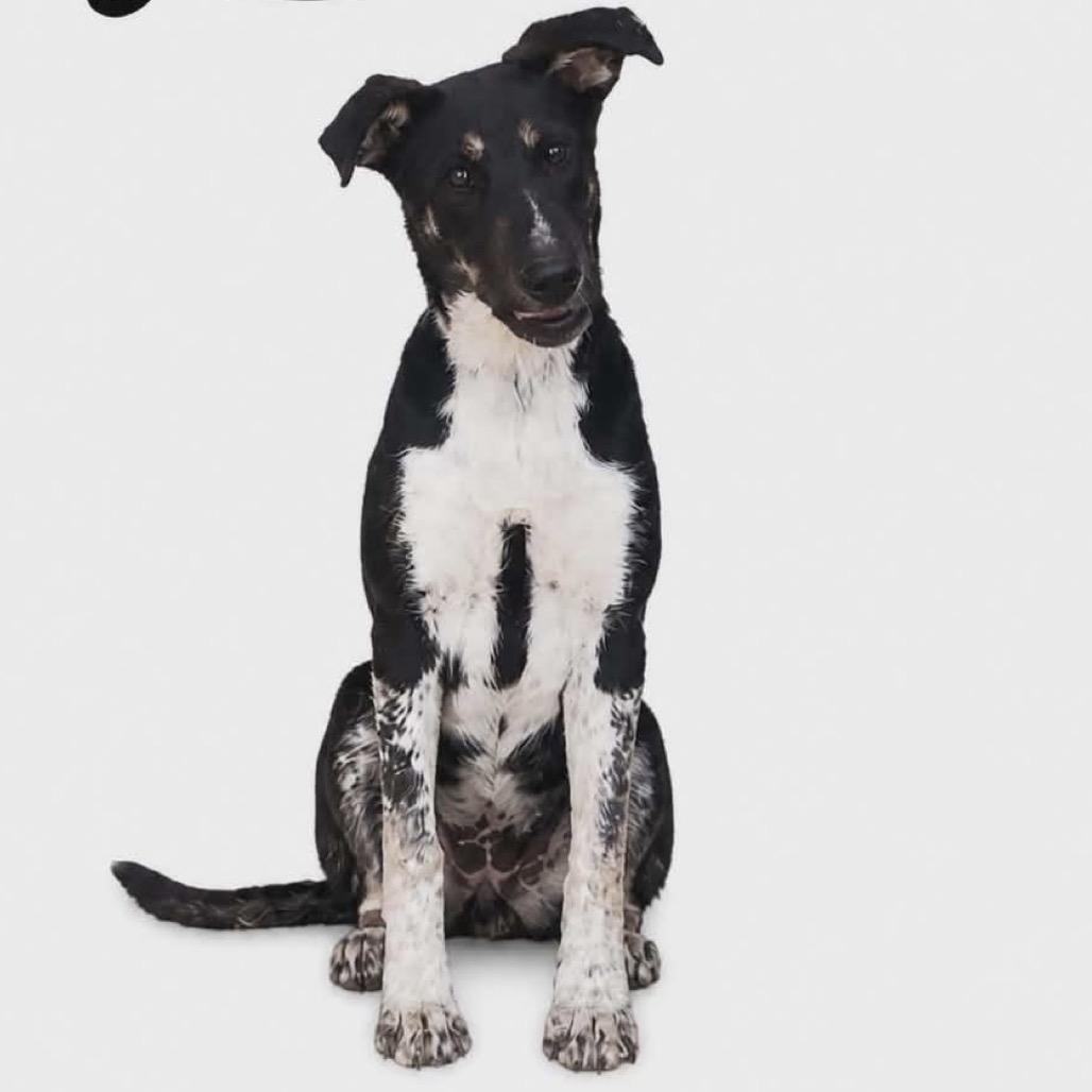 560 (2026) Lola, Adoptable, Puppy Female Australian Cattle Dog / Blue Heeler & Mixed Breed.