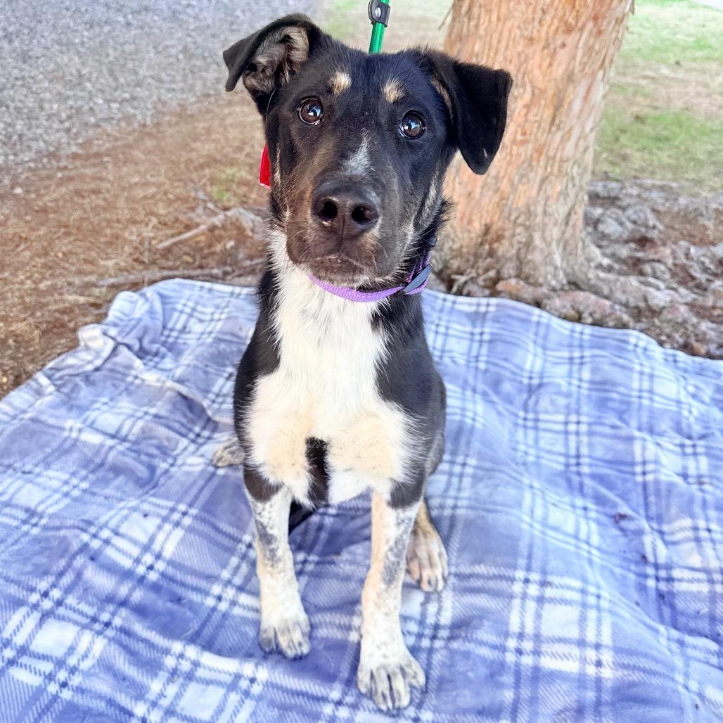 Enlarge 560 (2026) Lola, a Adoptable mixed breed in Parker, CO image 2/2