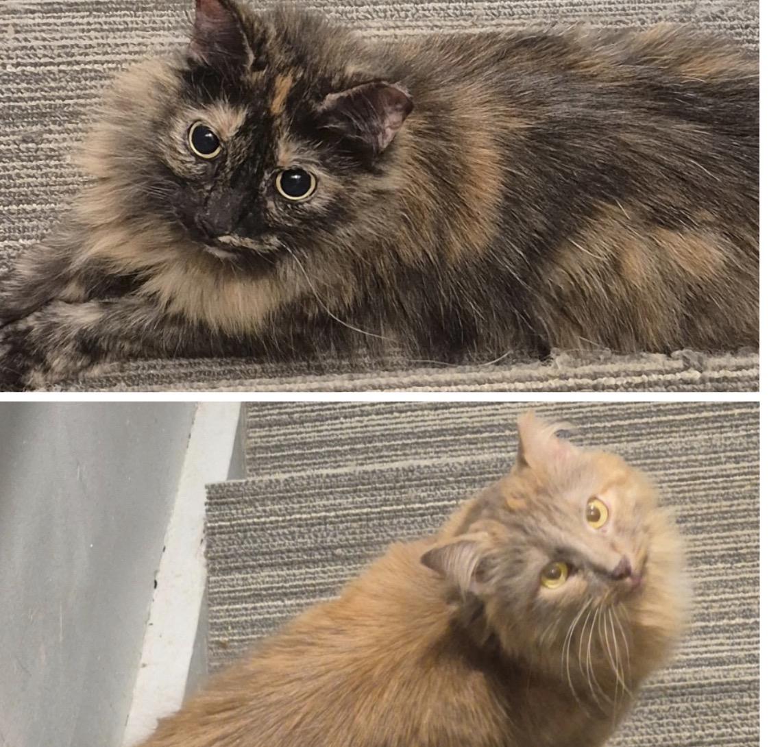 Nala And Tootsie thumbnail 2