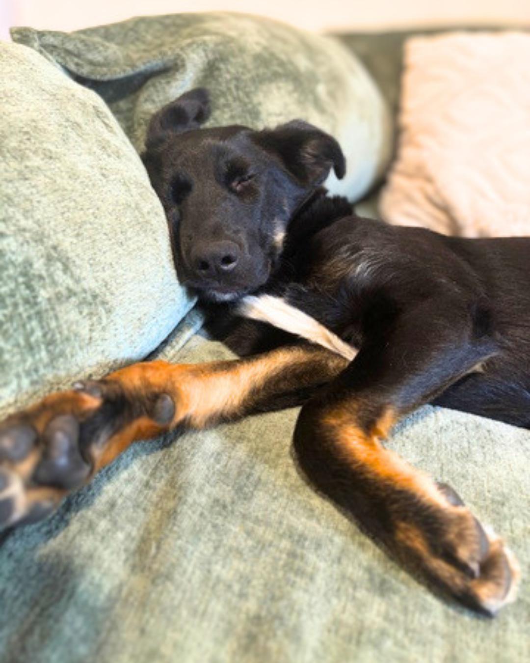 Liam , a Adoptable Shepherd in Valley Village, CA image 4/6
