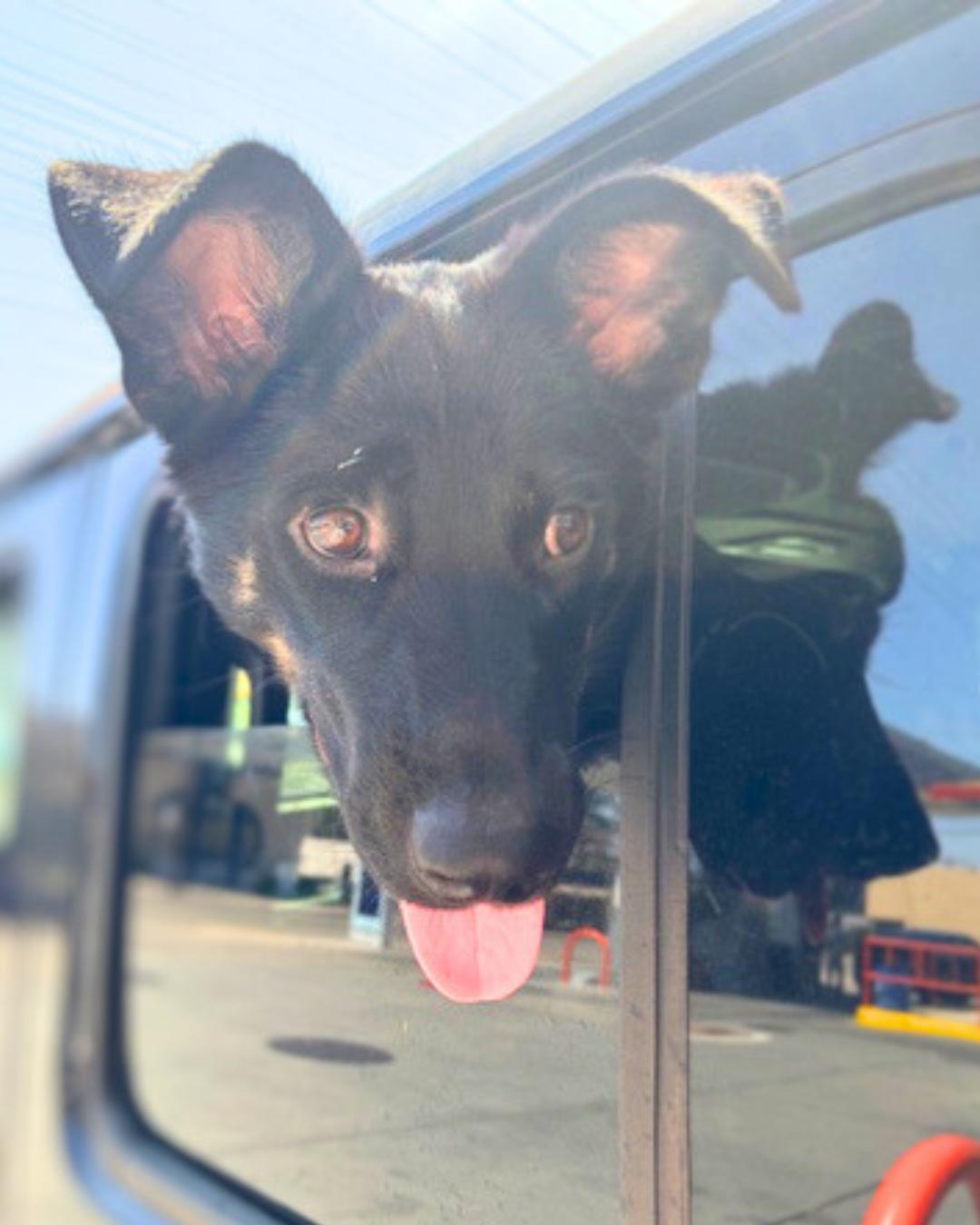 Liam , a Adoptable Shepherd in Valley Village, CA image 3/6