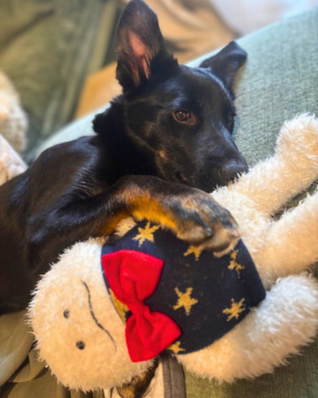 Liam , a Adoptable Shepherd in Valley Village, CA image 6/6