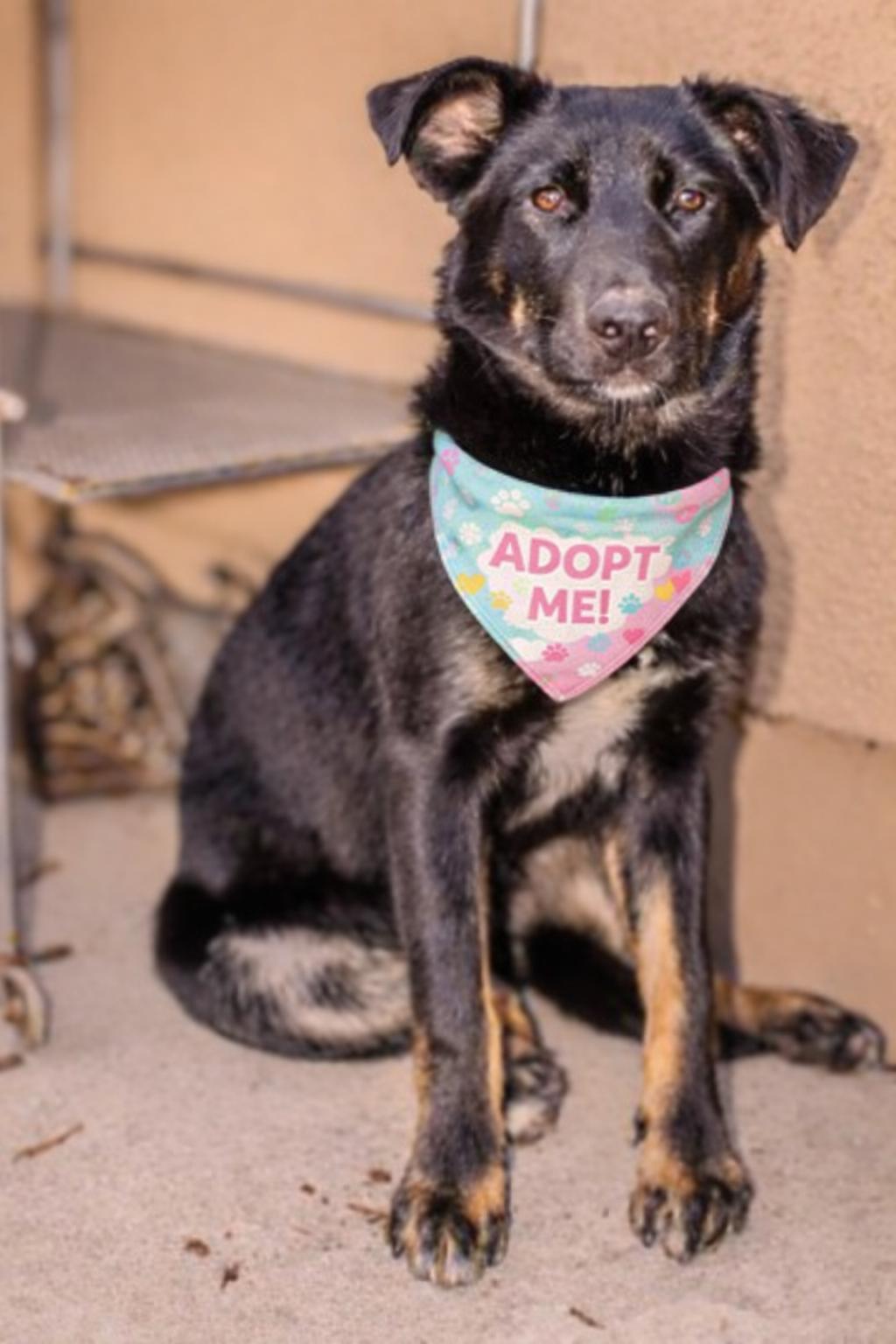Enlarge Liam , a Adoptable Shepherd in Valley Village, CA image 2/4