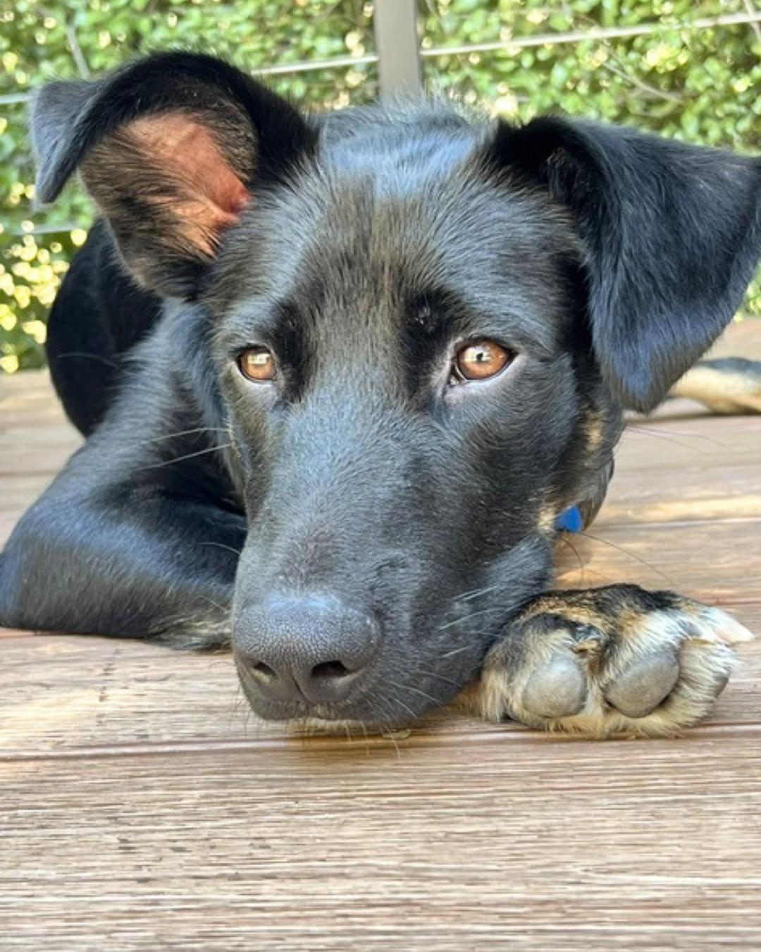 Enlarge Liam , a Adoptable mixed breed in Valley Village, CA image 2/6