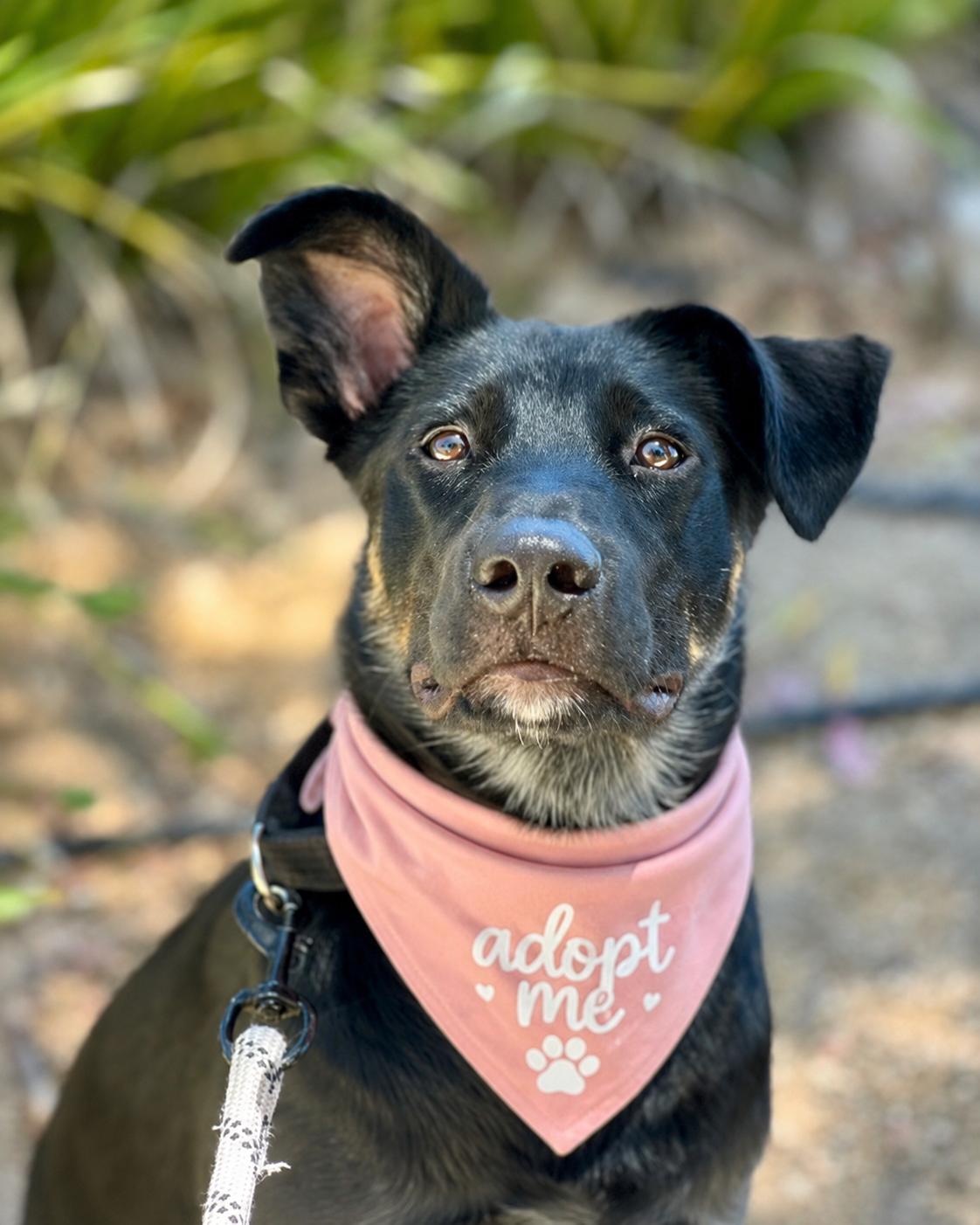 Enlarge Liam , a Adoptable mixed breed in Valley Village, CA image 4/6