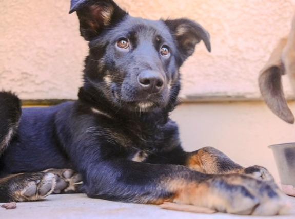 Enlarge Liam , a Adoptable Shepherd in Valley Village, CA image 1/4