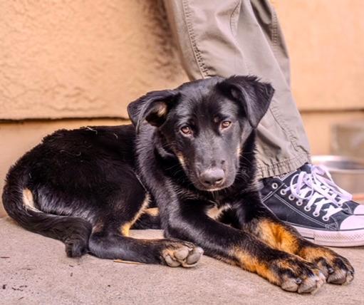 Enlarge Liam , a Adoptable Shepherd in Valley Village, CA image 3/4