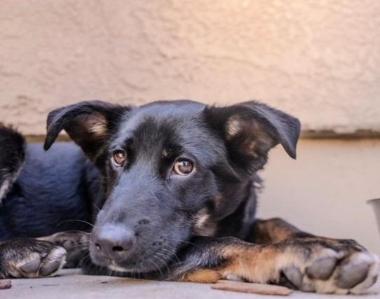 Enlarge Liam , a Adoptable Shepherd in Valley Village, CA image 4/4