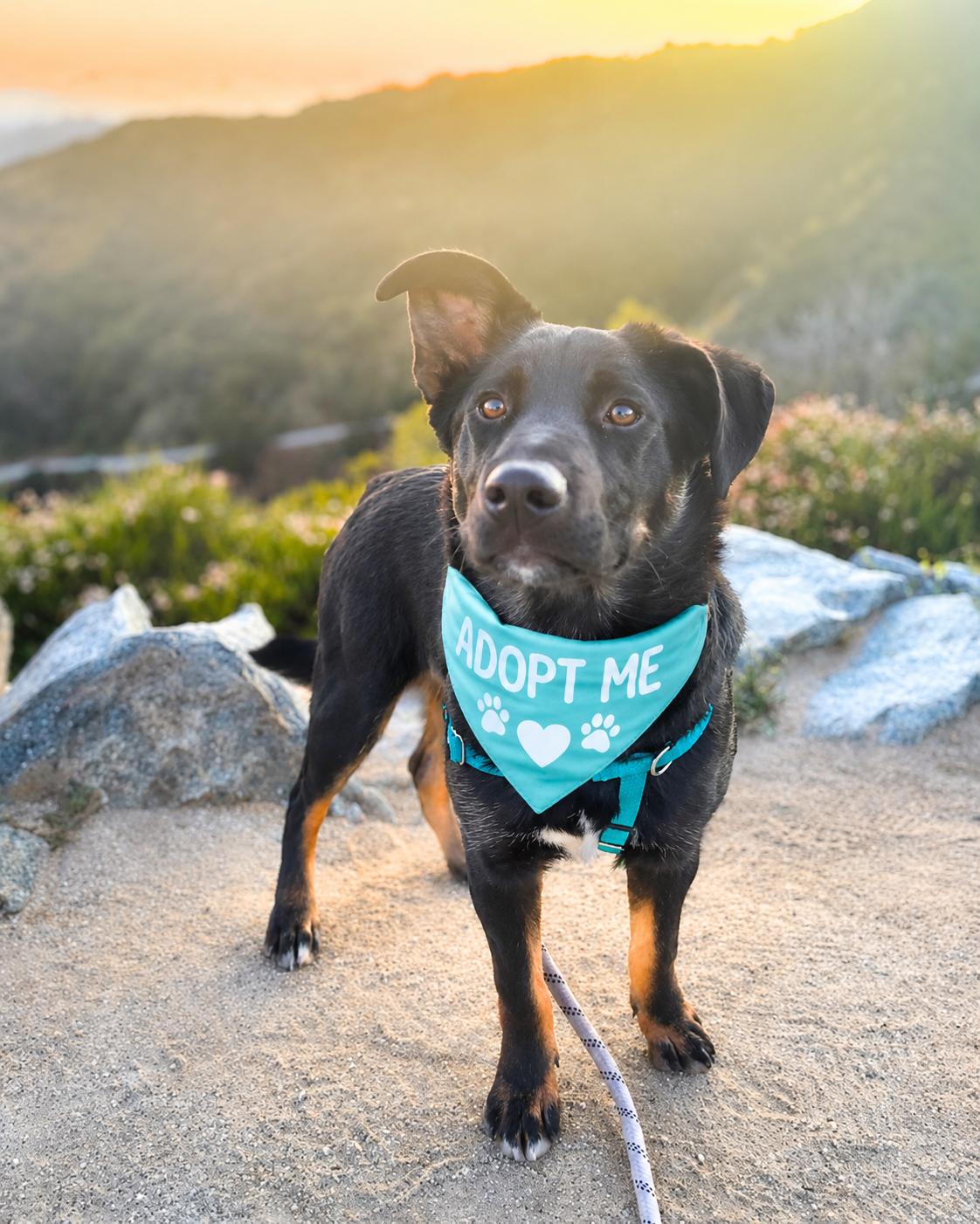 Liam , Adoptable, Puppy Male Shepherd.