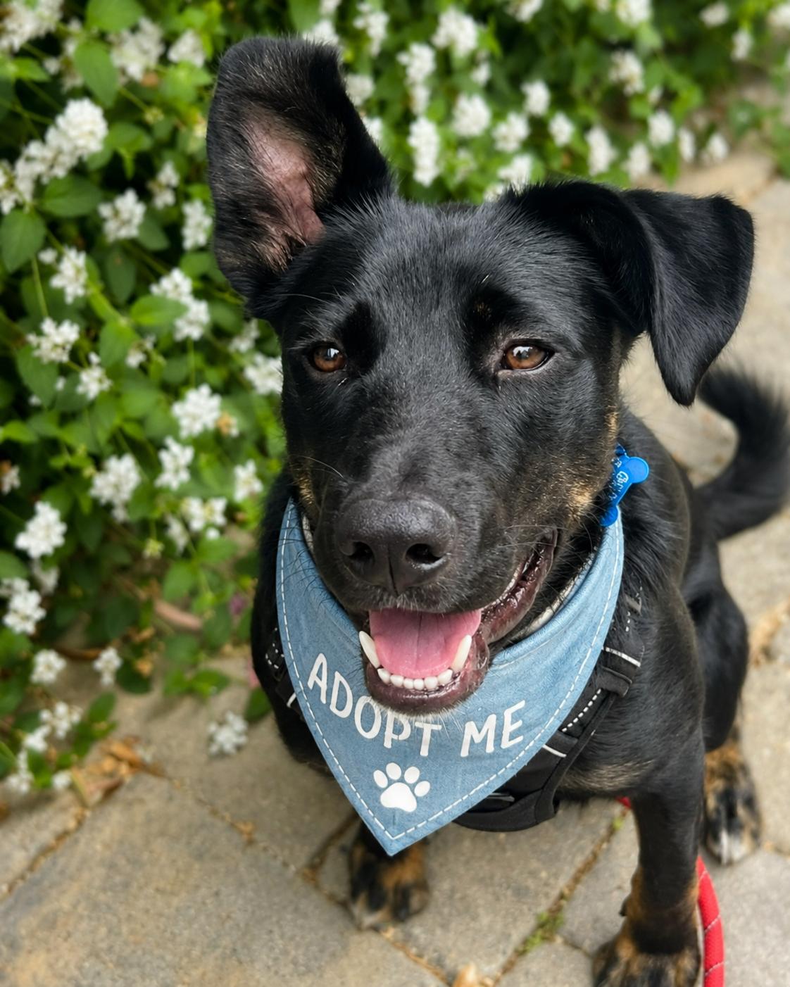 Liam , Adoptable, Puppy Male Golden Retriever & Siberian Husky.