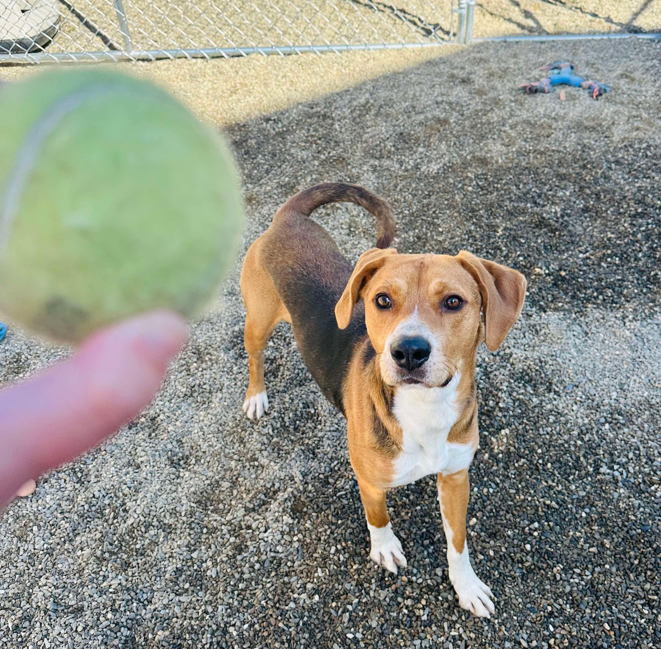 Robin Hood, an adoptable Hound in Brooks, ME, 04921 | Photo Image 6