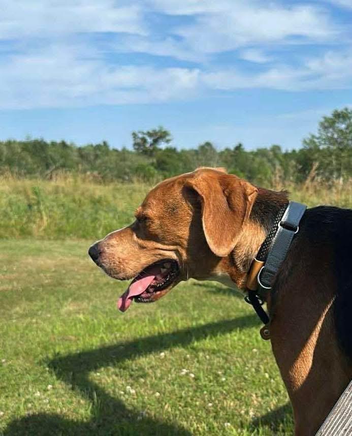 Robin Hood, Adoptable, Adult Male Hound.