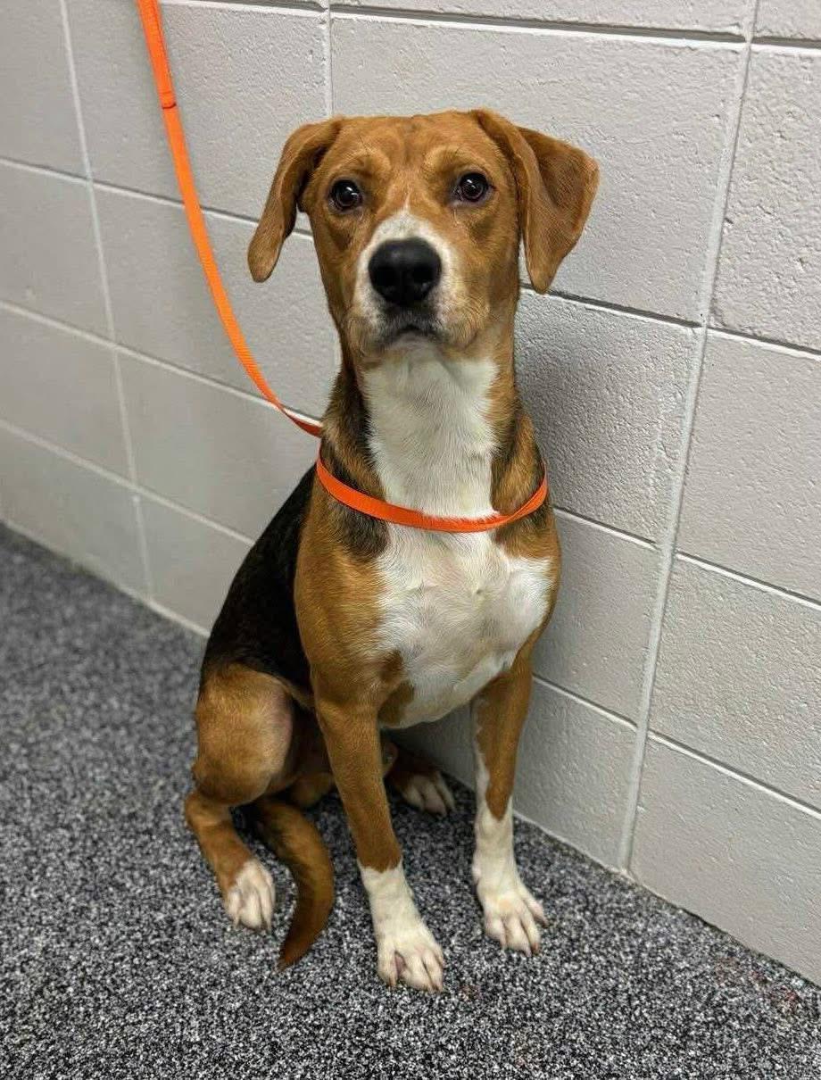 Robin Hood, an adoptable Hound in Brooks, ME, 04921 | Photo Image 2