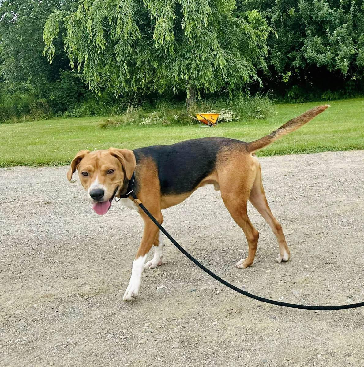 Robin Hood, an adoptable Hound in Brooks, ME, 04921 | Photo Image 4