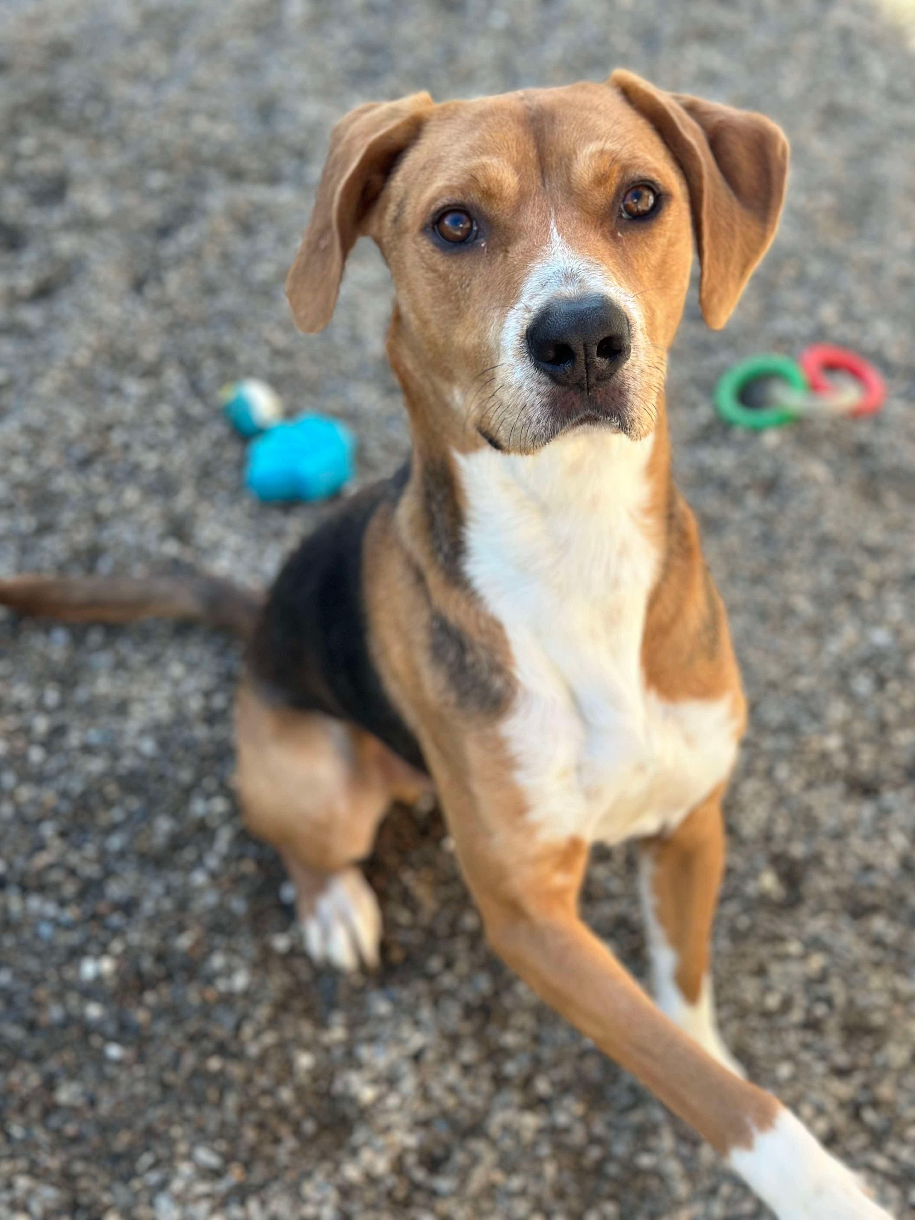 Robin Hood, a Adoptable mixed breed in Brooks, ME image 4/6