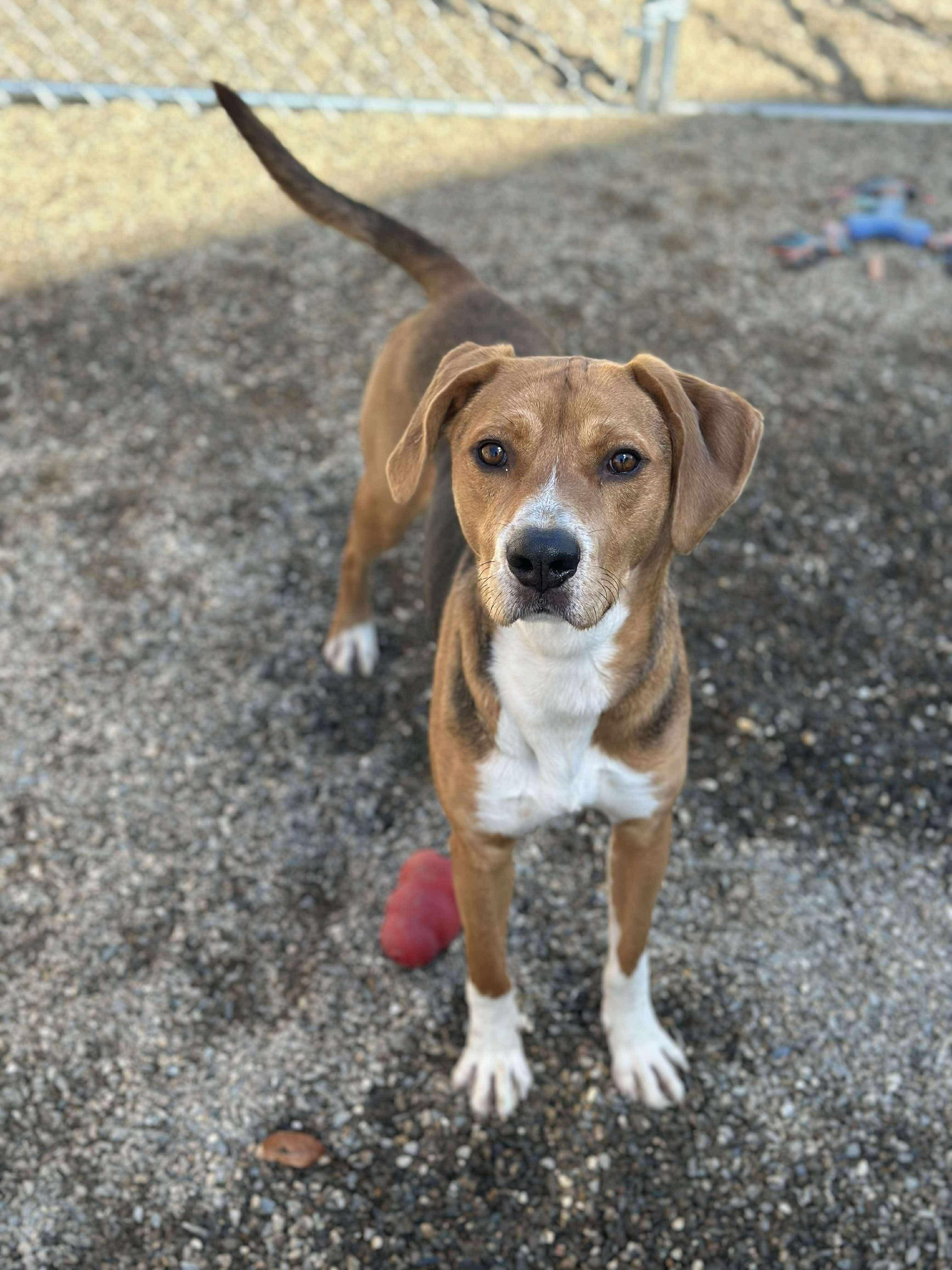 Robin Hood, Adoptable, Adult Male Hound.