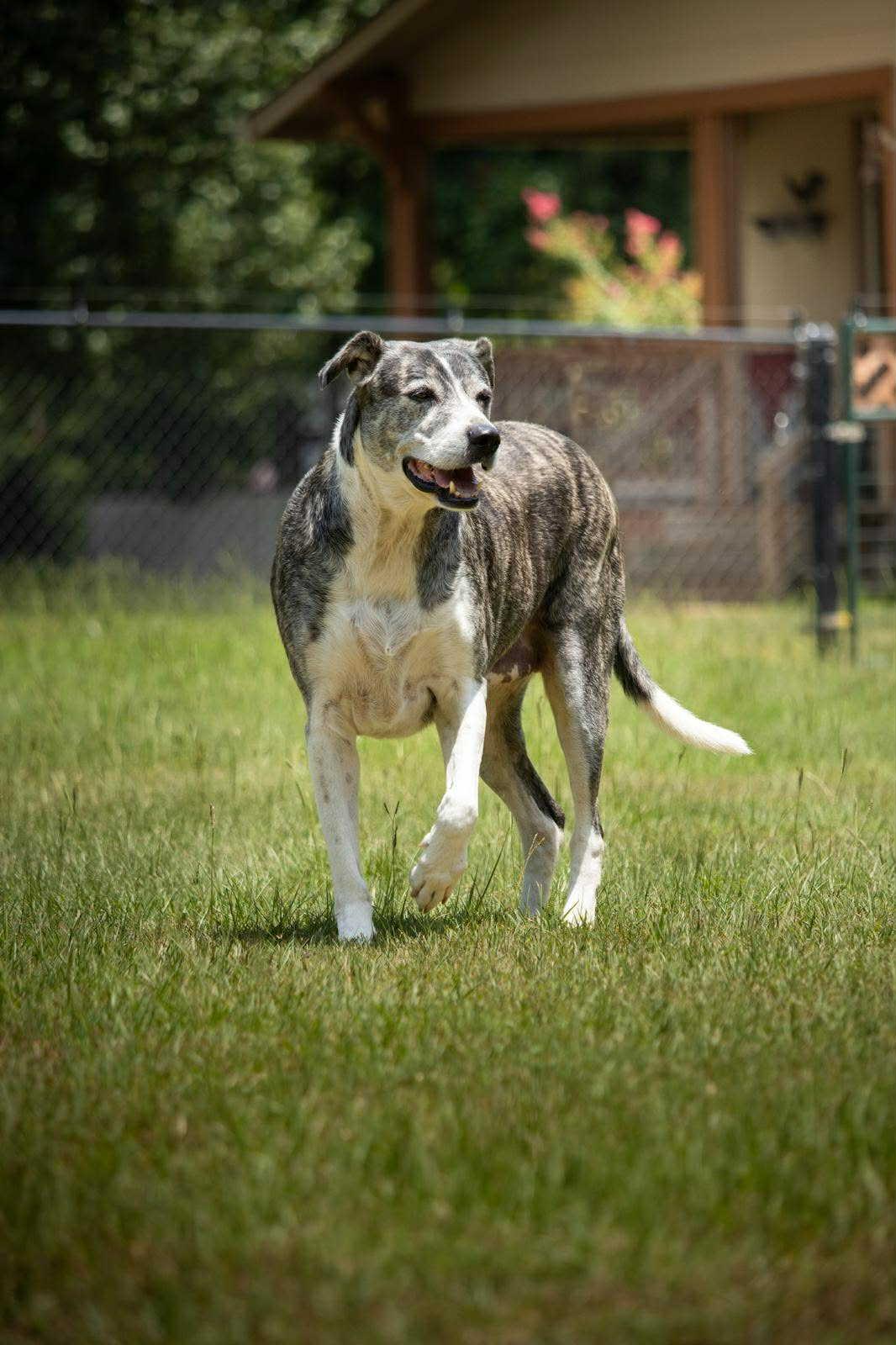 Mia, a Adoptable mixed breed in Longview, TX image 1/5