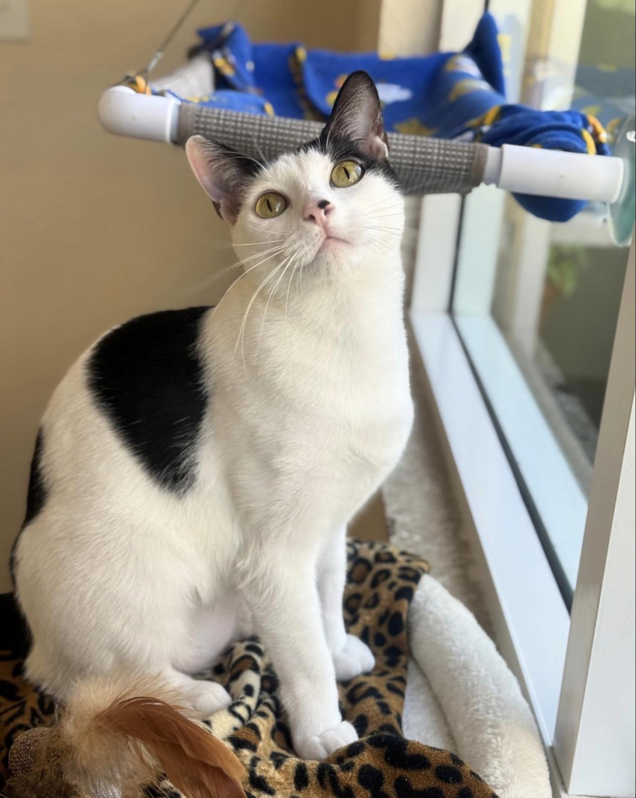 Felicity, ADOPTABLE, Adult Female Domestic Short Hair.