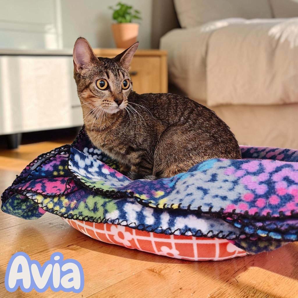 Avia, Adoptable, Young Female Domestic Short Hair.