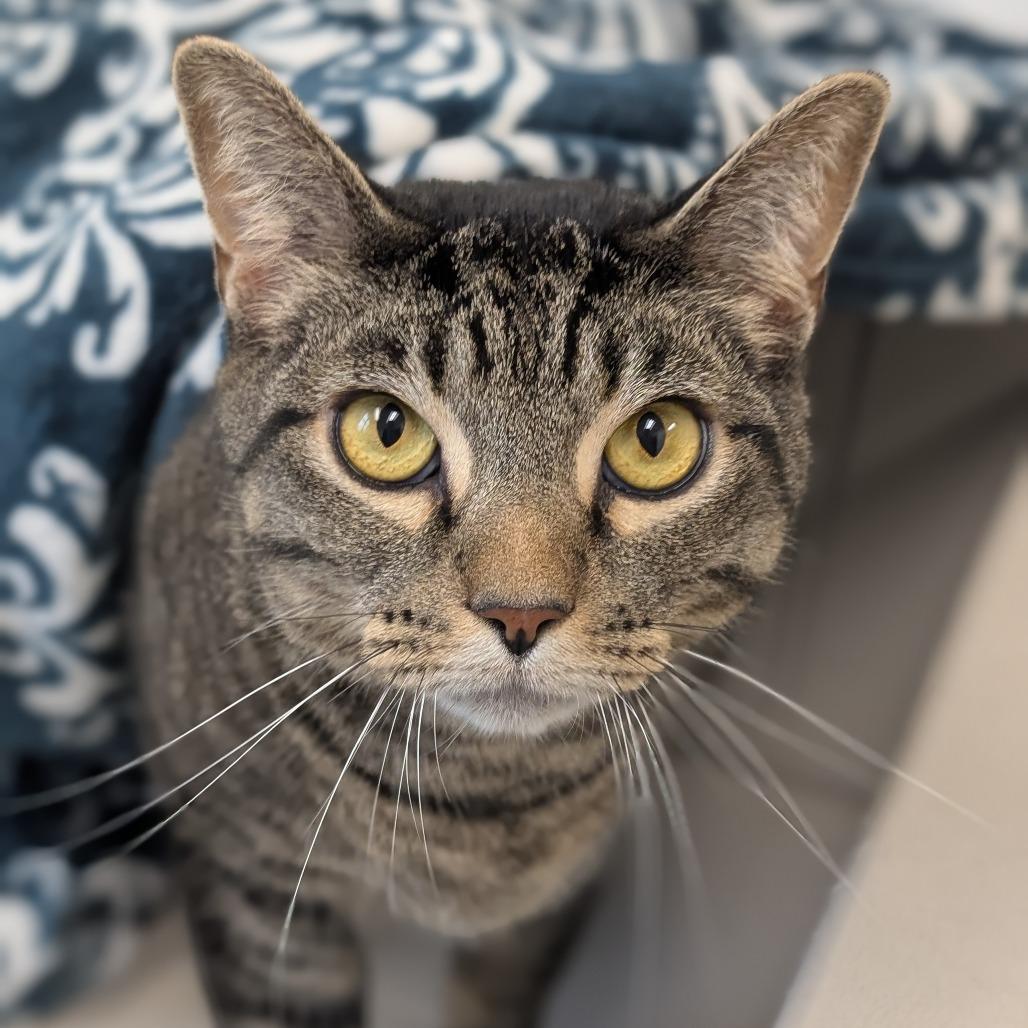 Enlarge Preston, a Adoptable Domestic Short Hair in Thomaston, ME image 1/1