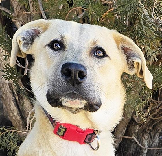 Notoriously Niko ~ Easy Boy !, a Adoptable mixed breed in Albuquerque, NM image 1/4
