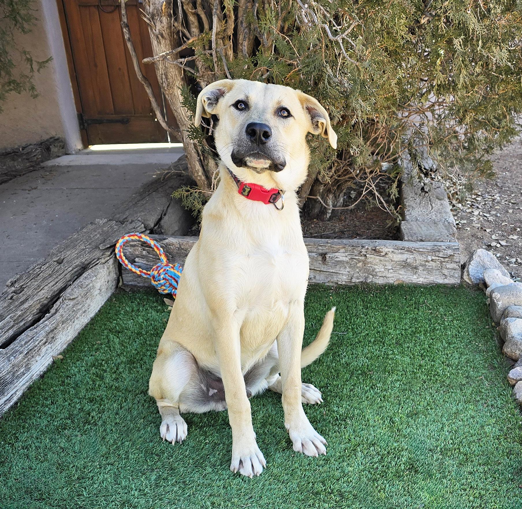 Notoriously Niko ~ Easy Boy !, a Adoptable mixed breed in Albuquerque, NM image 4/4
