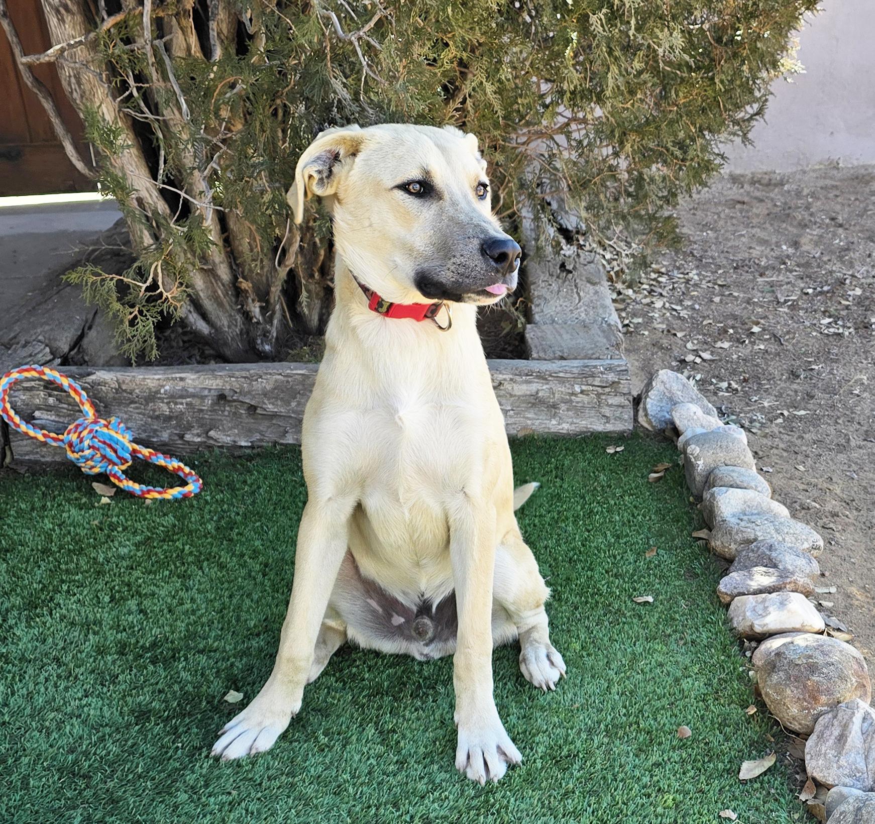 Notoriously Niko ~ Easy Boy !, a Adoptable mixed breed in Albuquerque, NM image 3/4