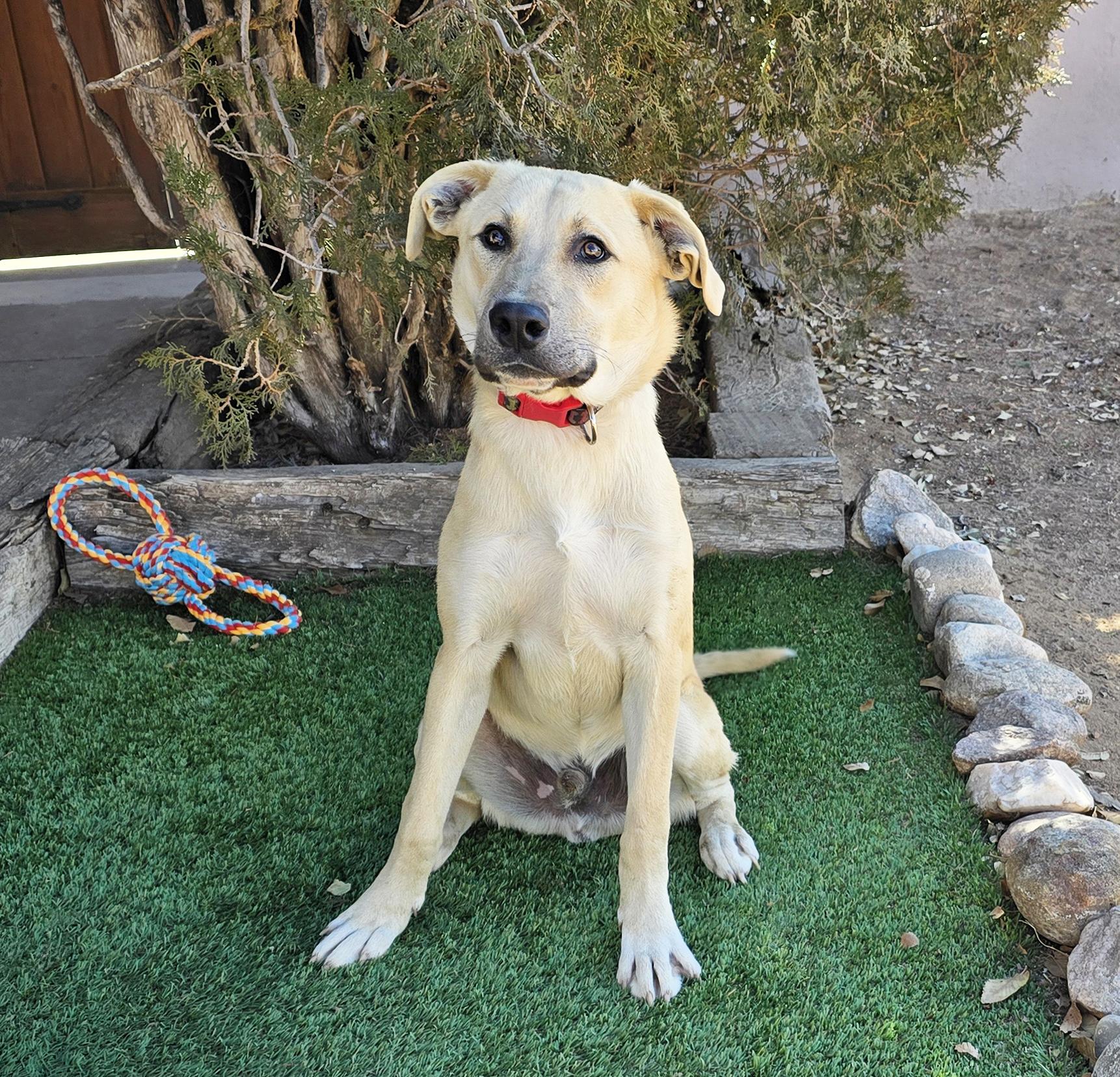 Notoriously Niko ~ Easy Boy !, a Adoptable mixed breed in Albuquerque, NM image 2/4