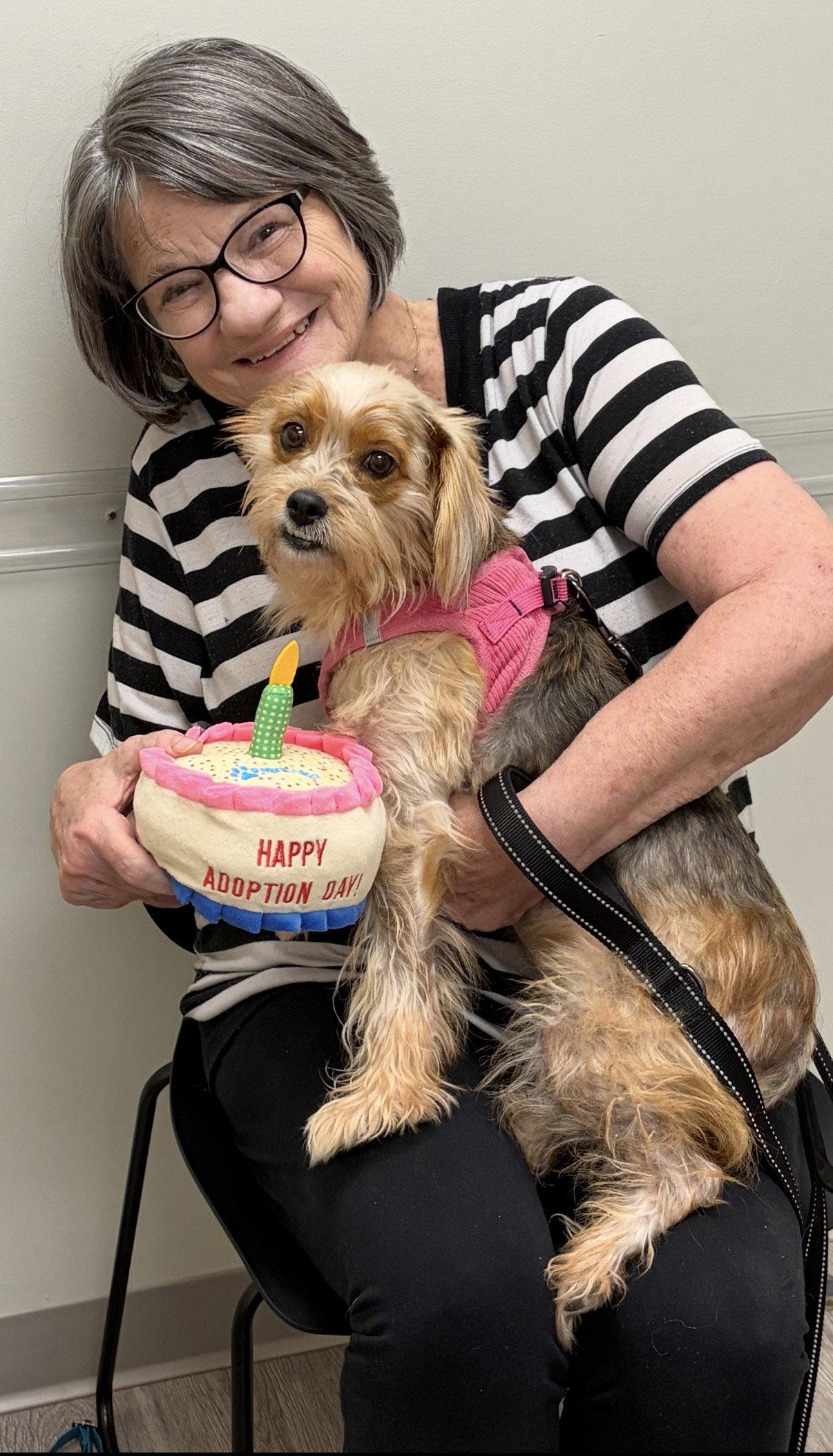 Hope, Adopted, Young Female Shih Tzu.