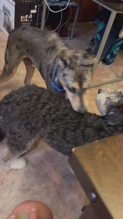 Enlarge Kenai, a Adopted mixed breed in COVINGTON, WA video 7/12