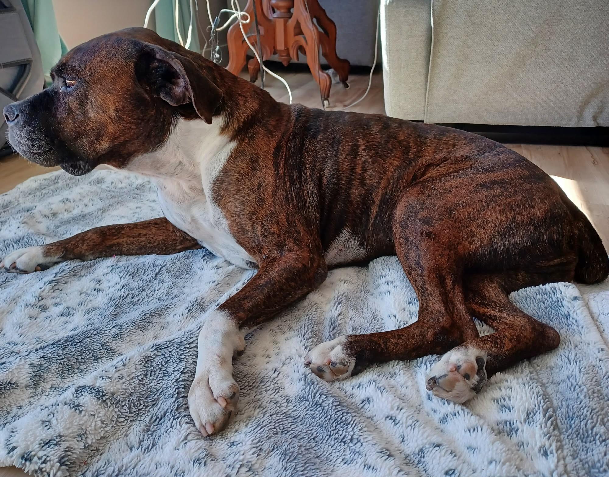 Enlarge Harley, a Adoptable mixed breed in Columbia, MO image 2/6
