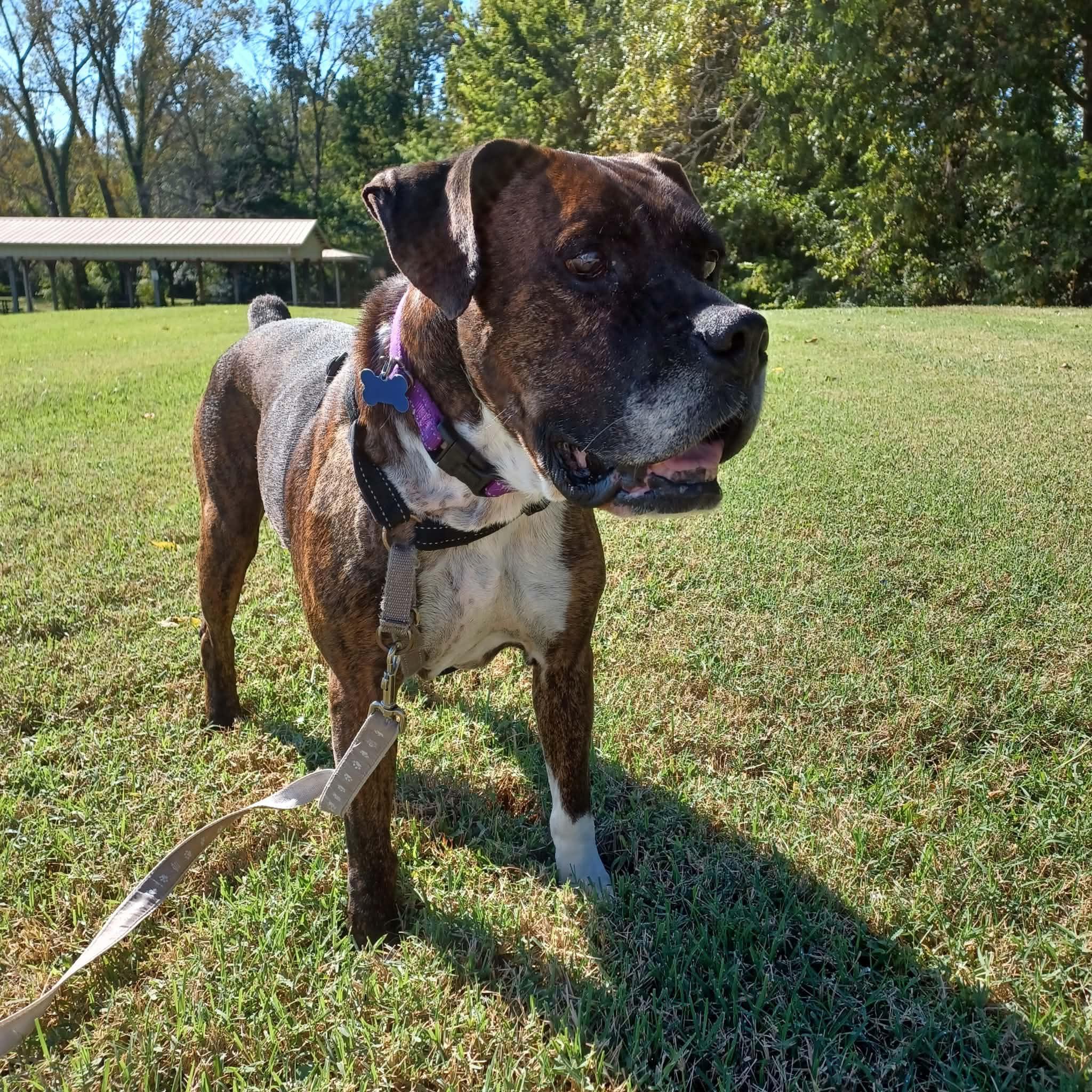 Enlarge Harley, a Adoptable mixed breed in Columbia, MO image 6/6
