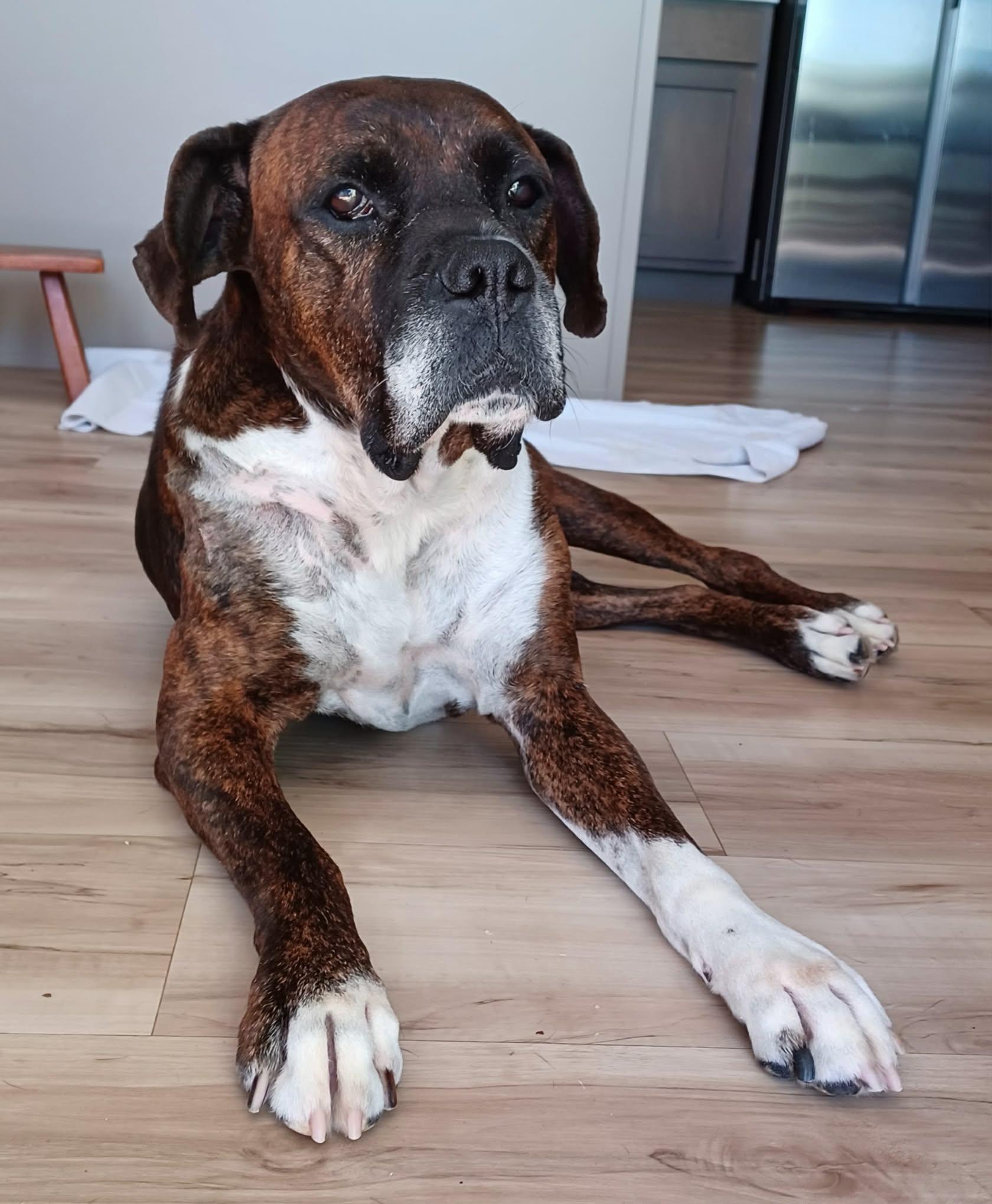 Harley, Adoptable, Senior Male Boxer.