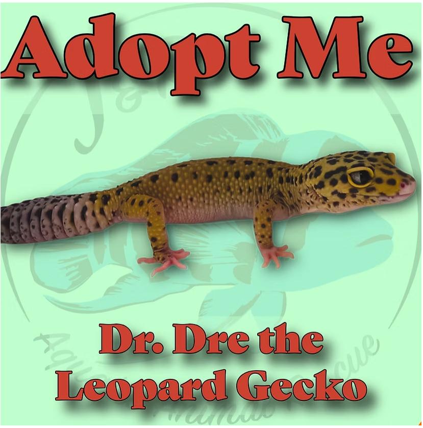 Dr. Dre the Leopard Gecko, Adoptable, Adult Unknown Gecko.