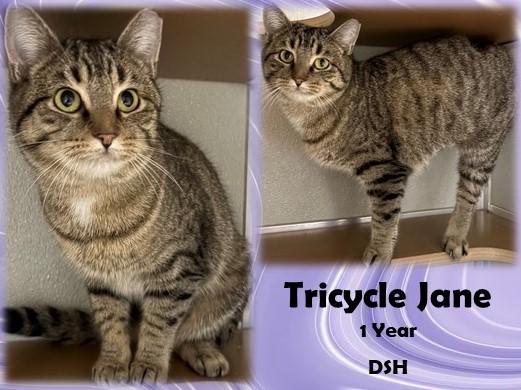 Enlarge Tricycle Jane, a ADOPTABLE Domestic Short Hair in Franklin, IN image 1/1