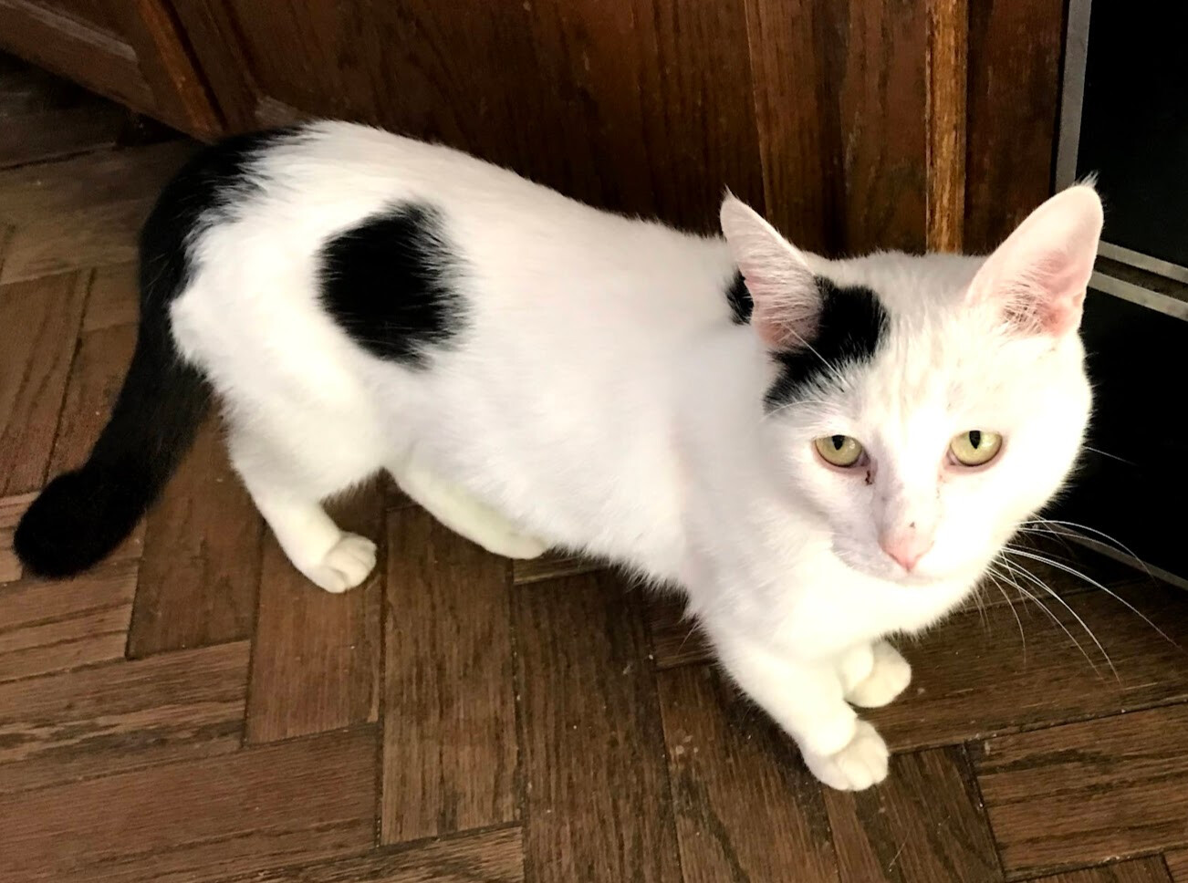 Buddy, a Adoptable Domestic Short Hair in Barrington, IL image 1/12