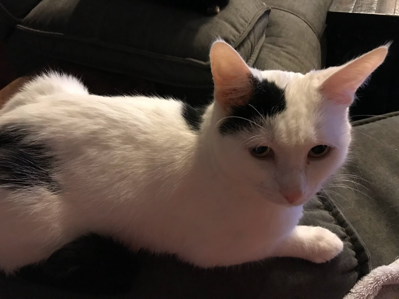 Buddy, a Adoptable Domestic Short Hair in Barrington, IL image 2/12