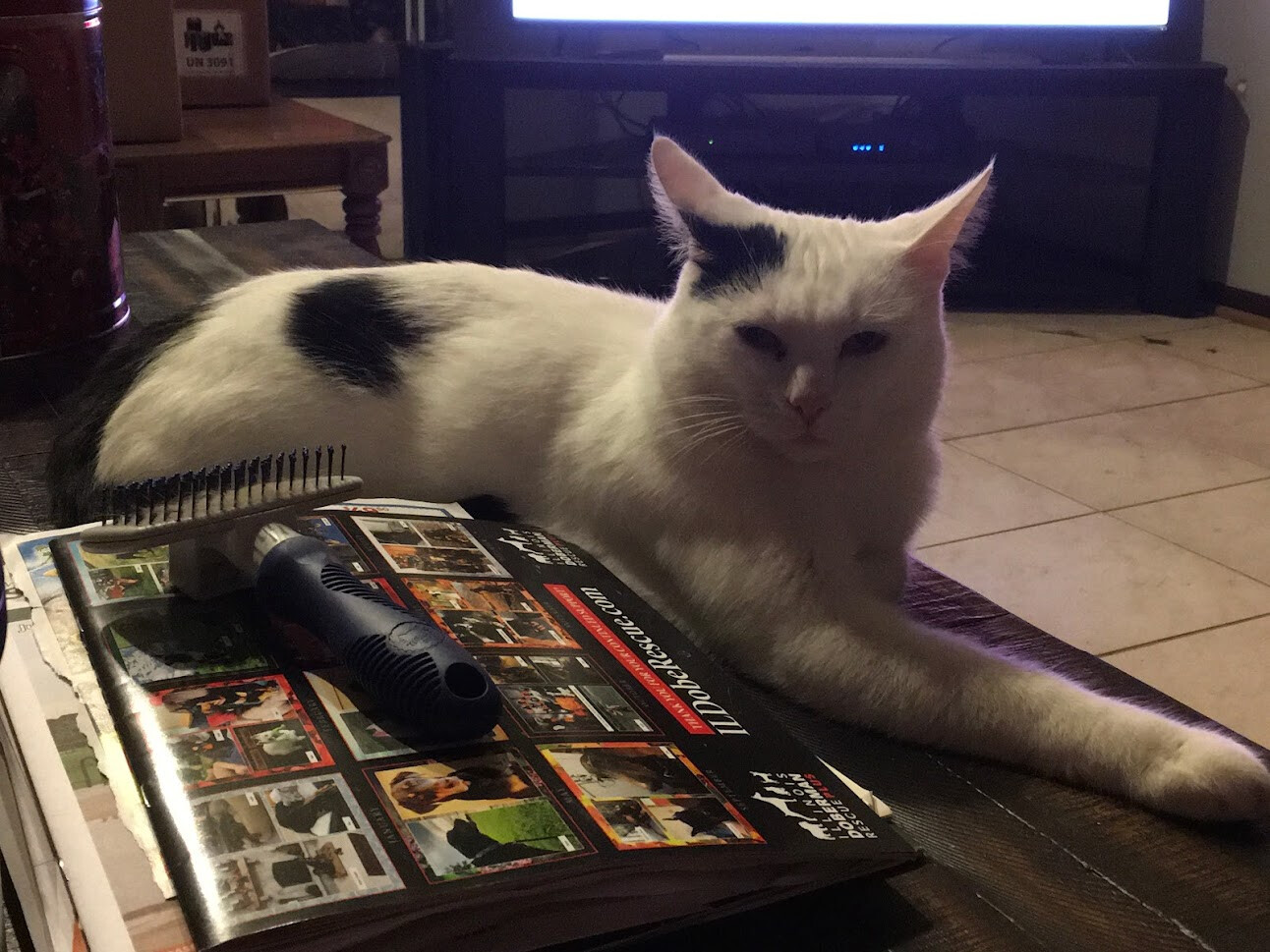 Buddy, a Adoptable Domestic Short Hair in Barrington, IL image 3/12